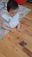 「ハイハイより先に飛びそう」両手を羽のようにパタパタする赤ちゃんの動画が74万回表示　「前世が鳥なのかも」「これは離陸しますね」