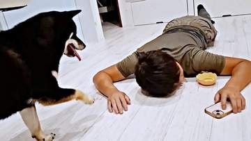 パパが床に倒れたら…黒柴はどう反応する？ 様子をうかがう姿が「優しい！心配してる」「恐る恐るなところがまたかわいい（笑）」と話題に