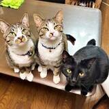 「父、祖母、愛猫も他界…悲嘆に暮れる家のタンスから3匹の子猫→2年後、明るい笑い声が戻った「家族や愛猫が出会い導いてくれた」」の画像1