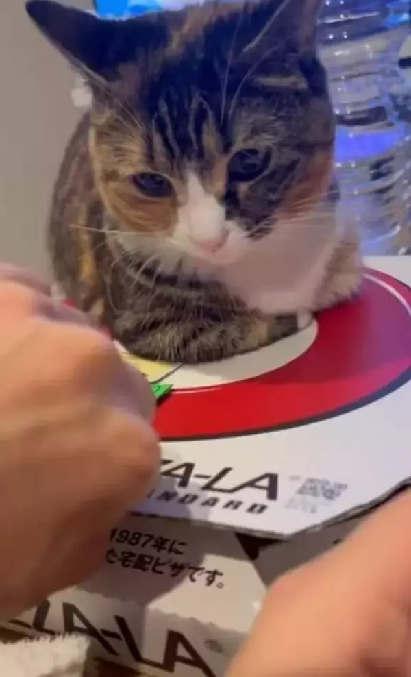 クリスマスイブの食卓で、猫が見つけた暖かい場所は？　のどかなネコハラ動画に5.4万いいね「これはどかせない」「満足そう」