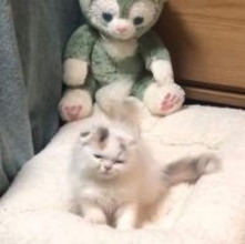 眠くてもコネコネをやめない子猫さん、大きくなってもやっぱりコネコネ「手が止まらないの職人すぎる」