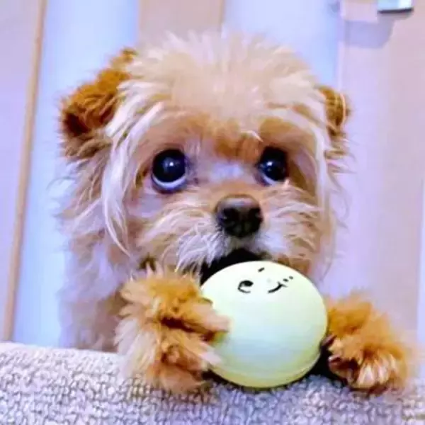 弟犬がおもちゃをポイッ→兄に直撃！ 「何が起きた！？」白目で振り返る反応に「マジ人間」「リアクション最高」