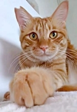 暗闇で毛づくろい中の元保護猫、電気をつけた瞬間に目を丸くしてフリーズ　「キョトン顔たまらない」「びっくりしゃちゃのかな？」