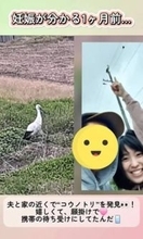 地元では珍しいコウノトリを発見！「願掛けで待ち受けにしたら」→1カ月後に……夫婦で感動「やっぱり奇跡だったんだね」