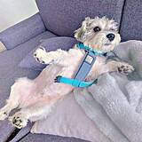「犬「お散歩、嫌すぎる…」→「せや！ こうしたら…」犬が見せた予想外の行動に爆笑「これは最高の抗議」「かわいすぎるう」」の画像1