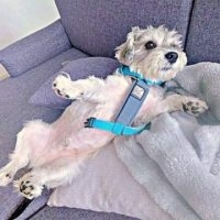 犬「お散歩、嫌すぎる…」→「せや！ こうしたら…」犬が見せた予想外の行動に爆笑「これは最高の抗議」「かわいすぎるう」