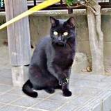 「「猫の保護は大反対」だった夫が5年後…まさかの発言　1匹の猫がつないだ家族の劇的変化に「ダンナ氏チョロい（笑）」」の画像1
