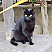 「猫の保護は大反対」だった夫が5年後…まさかの発言　1匹の猫がつないだ家族の劇的変化に「ダンナ氏チョロい（笑）」