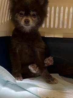 子犬を産むためだけに生かされていた繁殖犬　引退後、迎えられた家で初めて知った「生きる楽しさ」