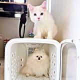 「犬と猫…トイレでの出待ち姿が対照的！　飼い主が見た光景にキュンッ「待ってる事実にニッコリ」」の画像1