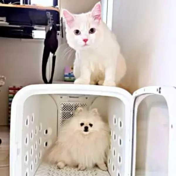 犬と猫…トイレでの出待ち姿が対照的！　飼い主が見た光景にキュンッ「待ってる事実にニッコリ」