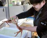 「高級ズワイガニがバスと飛行機で東京へ　かかった時間は、いカニ？　京都のバス会社など貨客混載の実証実験」の画像1