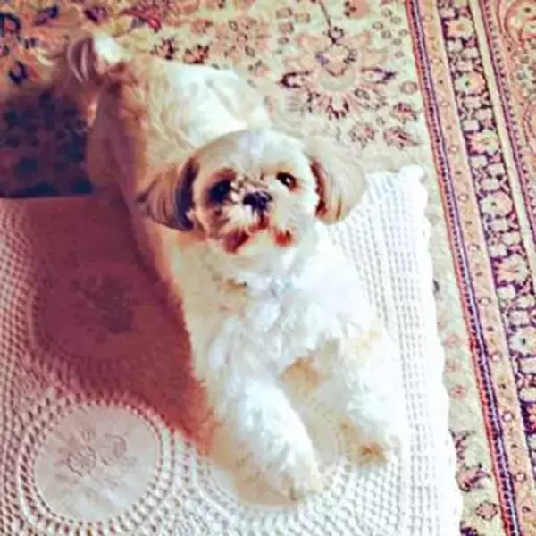 3年前に旅立った愛犬がお盆に帰ってきた…？ 幼い姪が何もいない廊下を指さし「わんわん」とひと言　「うるうるきてしまいました」