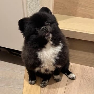 玄関にいた犬さん「信楽焼のたぬきと言われました」その姿に「似すぎて二度見した」「どっちも置き物にしか見えない」