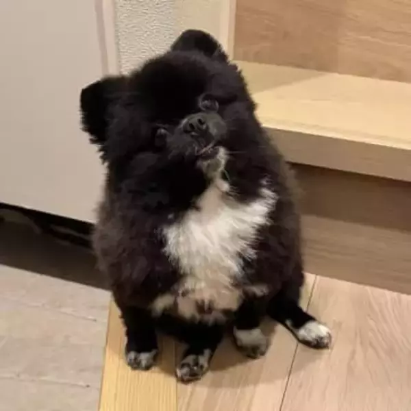 玄関にいた犬さん「信楽焼のたぬきと言われました」その姿に「似すぎて二度見した」「どっちも置き物にしか見えない」