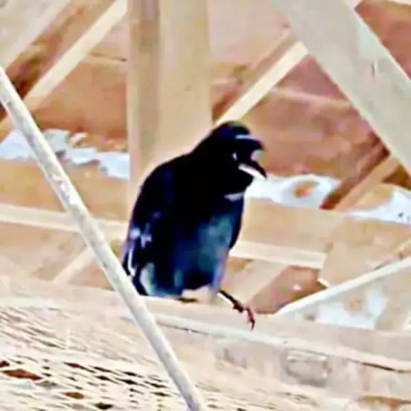 牧場で響く牛追いの声「アイヨッ、アイヨッ」…なんと正体はカラス　1.9万人驚愕「完全に真似てる」「賢いなぁ～」「牛が！反応！！」