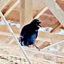 牧場で響く牛追いの声「アイヨッ、アイヨッ」…なんと正体はカラス　1.9万人驚愕「完全に真似てる」「賢いなぁ～」「牛が！反応！！」