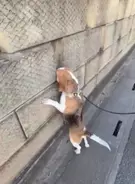 「塀の向こうに柴犬がいることを知った」犬さん→通るたびにひとつずつ、穴を覗いていく姿に「可愛すぎて何回も見ちゃう」