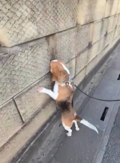 「塀の向こうに柴犬がいることを知った」犬さん→通るたびにひとつずつ、穴を覗いていく姿に「可愛すぎて何回も見ちゃう」