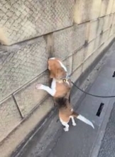 「塀の向こうに柴犬がいることを知った」犬さん→通るたびにひとつずつ、穴を覗いていく姿に「可愛すぎて何回も見ちゃう」