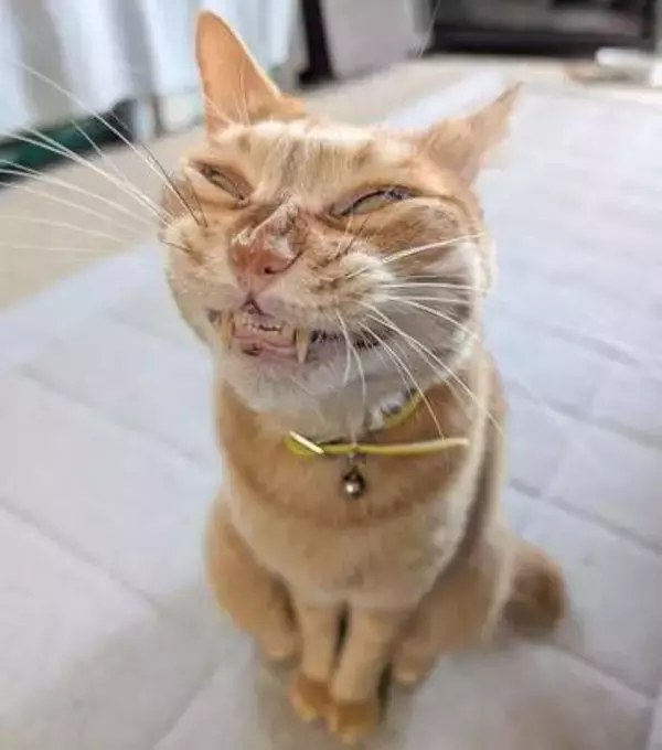 「ねこですって言われても信じられないんだが」ユニークな表情の猫さん、奇跡の1枚に反響