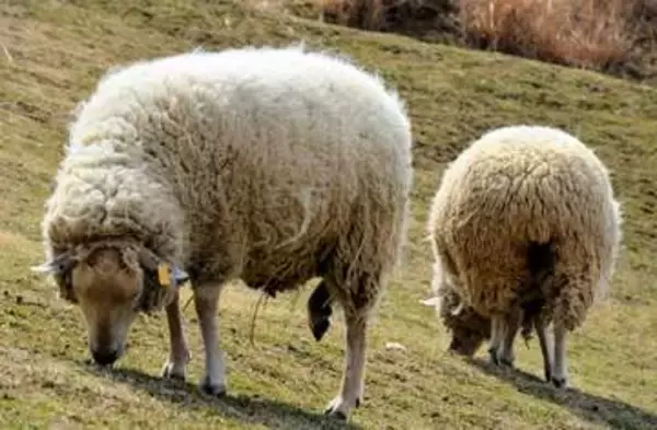 「牛のような羊」に「自分を馬と思っている牛」？…六甲山牧場は珍獣パラダイス「不思議な子だね」「コスプレしてるみたい」