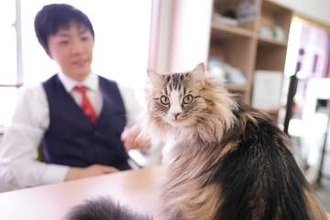 「猫が飼える物件を増やし、猫と人がともに幸せに暮らせるまちをめざしたい」猫飼育可賃貸物件を専門に仲介する熊本の不動産会社　「社長秘書」はもふもふの看板猫