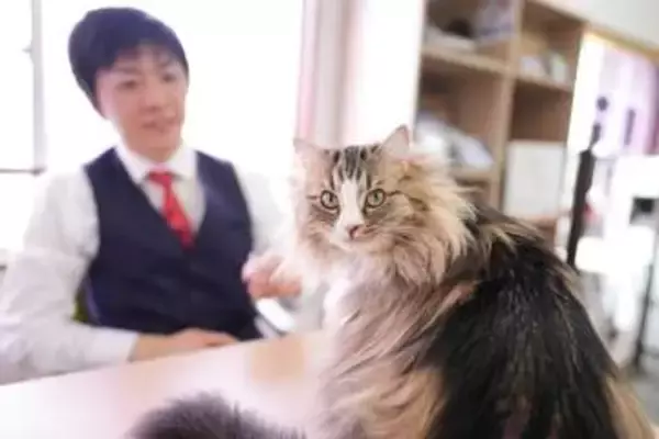 「猫が飼える物件を増やし、猫と人がともに幸せに暮らせるまちをめざしたい」猫飼育可賃貸物件を専門に仲介する熊本の不動産会社　「社長秘書」はもふもふの看板猫