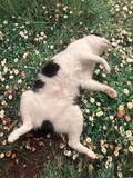 「花畑の上でへそ天全開　手足を投げ出し爆睡する猫に「飲み過ぎたおじさんだ……」「家に帰って来た時の俺そっくり」」の画像1