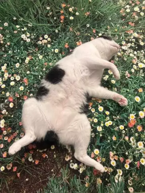 花畑の上でへそ天全開　手足を投げ出し爆睡する猫に「飲み過ぎたおじさんだ……」「家に帰って来た時の俺そっくり」