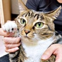 「あの子、どうする？」植木鉢の中で震えて眠る猫…　2匹目を迎えて知った猫の“距離感”　「孤高の姫」が教えてくれたこと