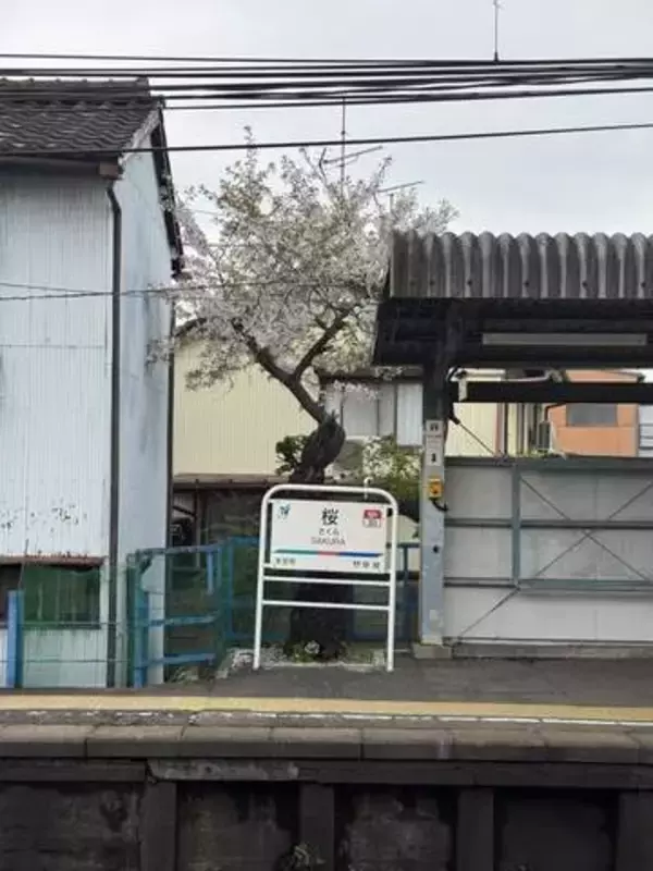 「意思がないと来れない」桜の木に共感の声　「懐かしい」「20年前はもっと咲いていた」