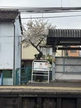 「意思がないと来れない」桜の木に共感の声　「懐かしい」「20年前はもっと咲いていた」