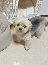 犬が「トリミングに行ったら、眉毛が爆誕した！」困り顔に見えて可愛いと反響「照明の奇跡」