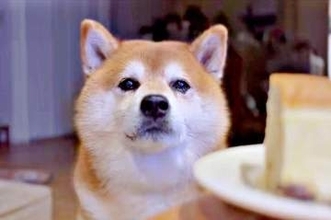 「え、ぼくのは？」寝ていたはずの柴犬、チーズケーキの気配に飛び起きる　飼い主に目で訴える切ない表情に「かわいいｗ」「叶わんワン」