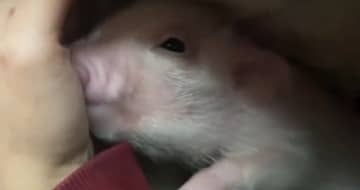 「ブタを飼わなかったら知らなかった…」甘えん坊の子ブタが可愛すぎる！「母性が芽生える」「やられてぇ」