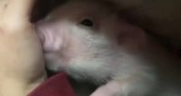 「ブタを飼わなかったら知らなかった…」甘えん坊の子ブタが可愛すぎる！「母性が芽生える」「やられてぇ」