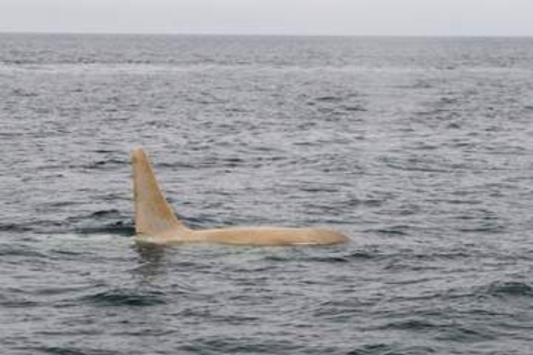 「白いシャチ」が北海道・知床の羅臼沖に出現　濃霧の海で撮影に成功…シャチを追い続ける写真家、念願の3頭すべてと遭遇