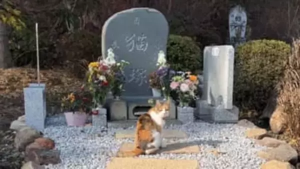 お寺に住む猫さん、境内の散歩で必ず訪れるのは……「尊い」「母の愛は海よりも深し」