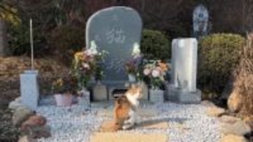 お寺に住む猫さん、境内の散歩で必ず訪れるのは……「尊い」「母の愛は海よりも深し」