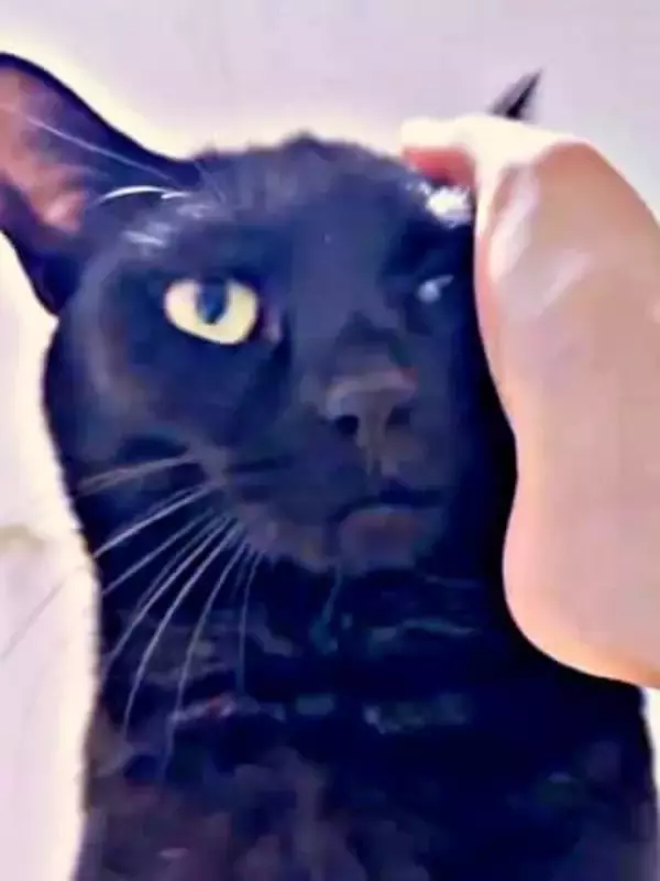 黒猫がニヤリ…！→撫でた瞬間、牙ニョキッ　謎のキメ顔124万回再生「ウインクならぬウイン牙」「かわいすぎて爆笑」