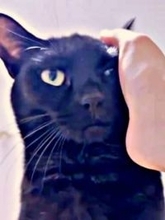 黒猫がニヤリ…！→撫でた瞬間、牙ニョキッ　謎のキメ顔124万回再生「ウインクならぬウイン牙」「かわいすぎて爆笑」