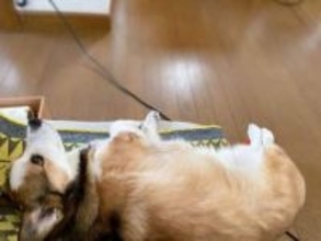 「ソファから足が浮いてる…と思ったら」犬さんのくつろぎっぷりに「足みじか！」「策士の寝方」