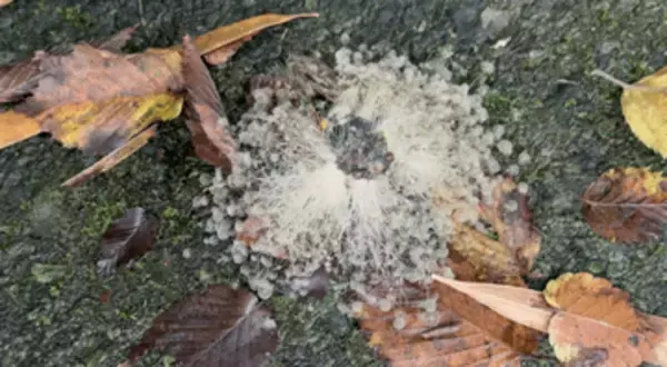 神秘的すぎる…セミの死骸から白い「花火」が！　珍しいカビに覆われた“セミ爆弾”が話題　近くで別の虫2匹にも発生…「例がない」と驚きの声