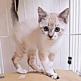 「兄弟は全員亡くなった…多頭飼育崩壊から生き残った子猫　1年後、コミュ力抜群の甘えん坊に」の画像1