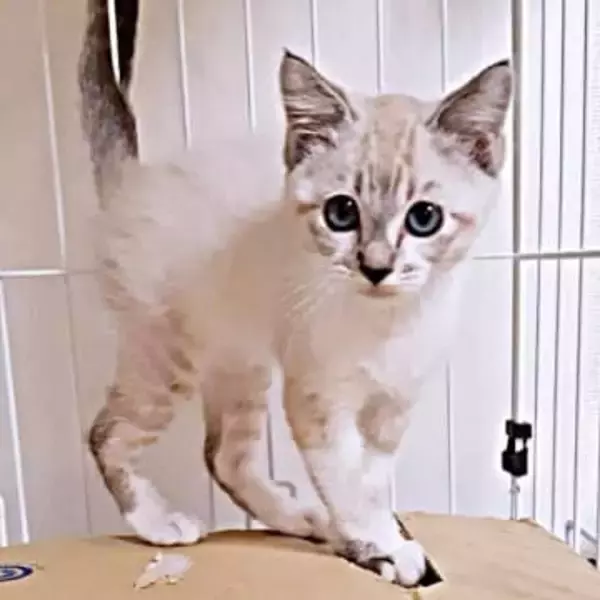 兄弟は全員亡くなった…多頭飼育崩壊から生き残った子猫　1年後、コミュ力抜群の甘えん坊に