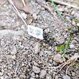 「アリが運んできた謎の紙、裏返った瞬間に現れた“2文字”が話題　「発想が天才」「めっちゃほのぼのした」と2.8万いいね」の画像1