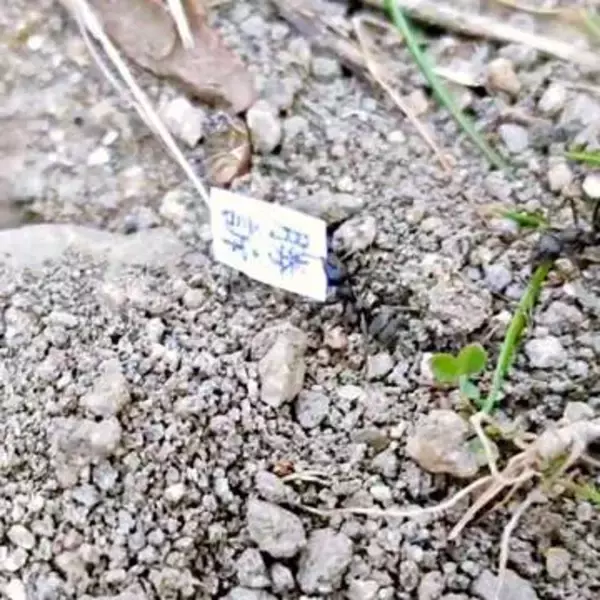 アリが運んできた謎の紙、裏返った瞬間に現れた“2文字”が話題　「発想が天才」「めっちゃほのぼのした」と2.8万いいね