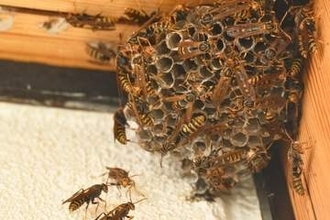 店の軒先にハチの巣→新聞紙を使ってニセモノを作ってみたら…まさかの結果に仰天　簡単でコストほぼゼロ「そのお知恵拝借します」