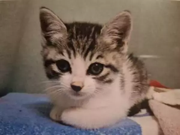 がんと片目の失明、3時間おきの壮絶な介護を乗り越えた猫　「叶わないかもしれない」と覚悟した19歳の誕生日を迎えて感動
